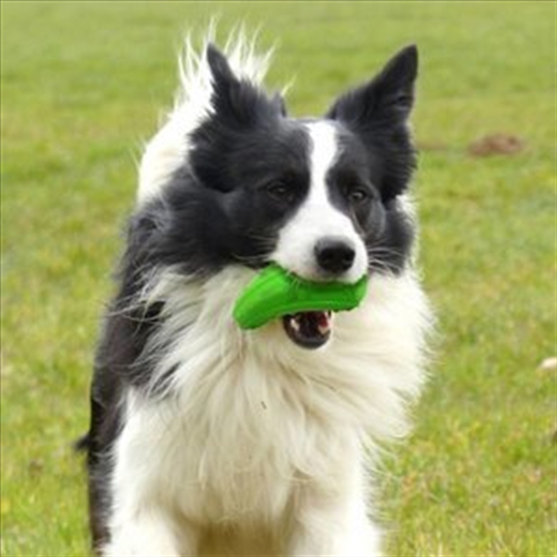 Major Dog Zucchini Treat Toy/Product Detail/Pet Accessories