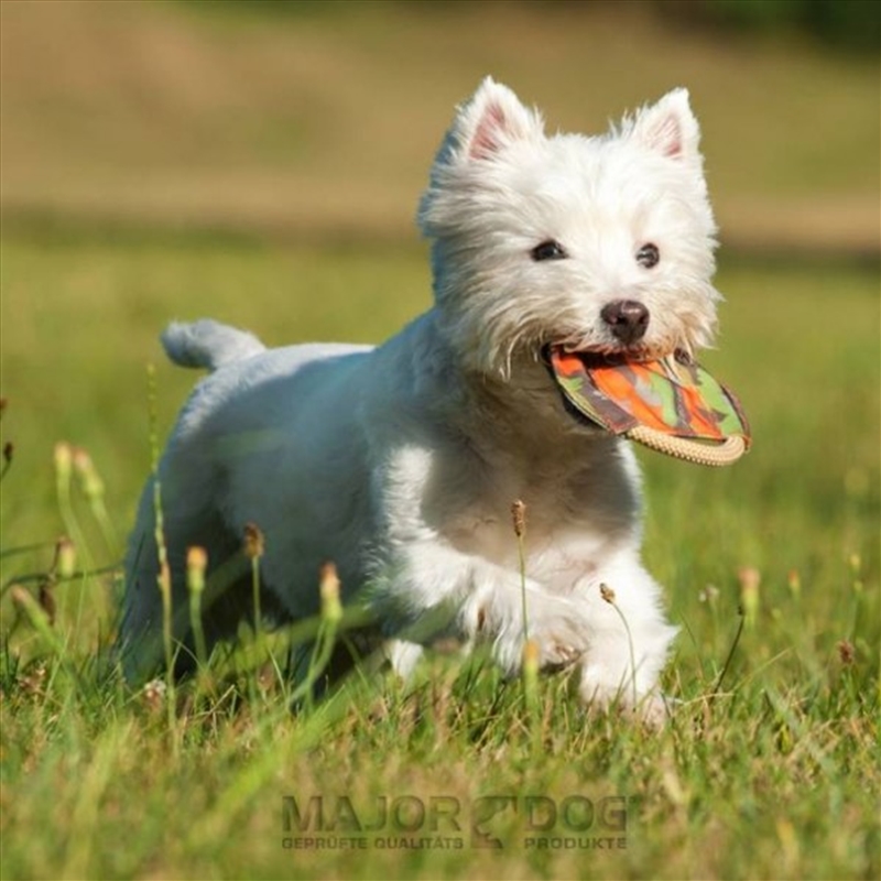 Major Dog Mini Frisbee - Fetch Toy/Product Detail/Pet Accessories