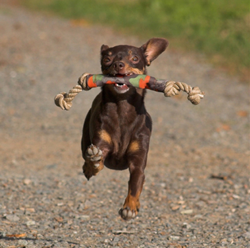 Major Dog Catch Dummy - Fetch Toy for Small Dogs/Product Detail/Pet Accessories