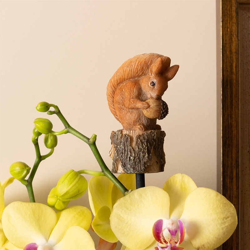 Topper - Beatrix Potter Squirrel Nutkin/Product Detail/Homewares