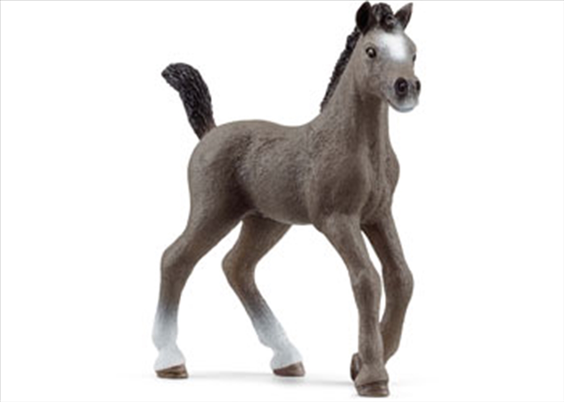 Selle Francais Foal/Product Detail/Toys