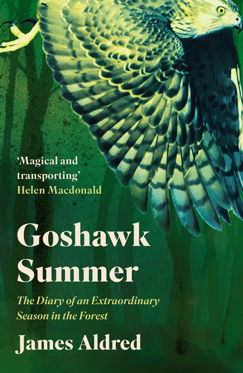 Goshawk Summer/Product Detail/Animals & Nature