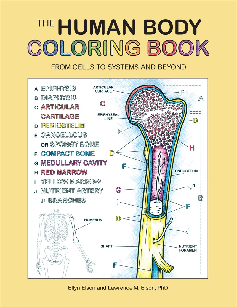 Human Body Coloring Book/Product Detail/Adults Activity Books