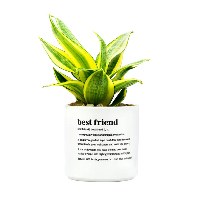 Defined Planter Medium: Best Friend/Product Detail/Homewares