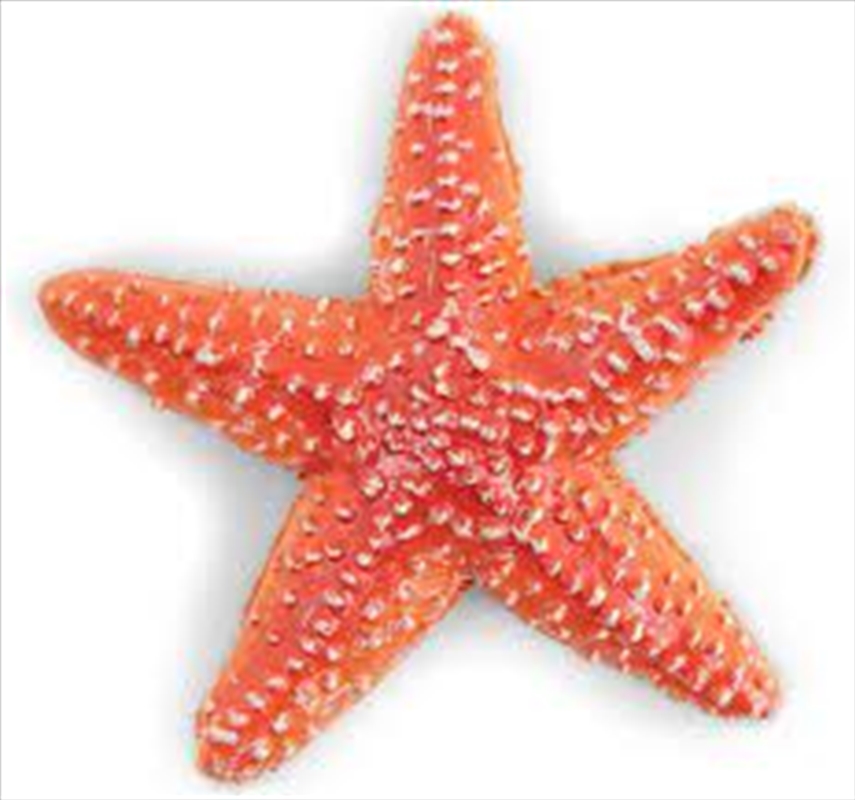 Papo - Starfish Figurine/Product Detail/Figurines