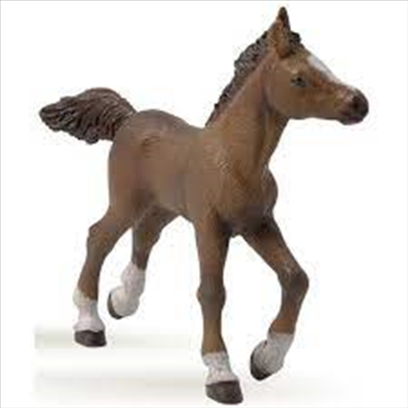 Papo - Anglo-Arab foal Figurine/Product Detail/Figurines