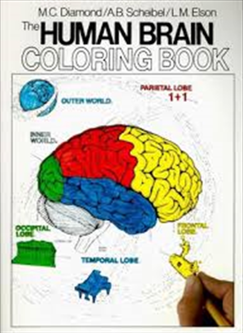 Human Brain Coloring Book/Product Detail/Kids Colouring