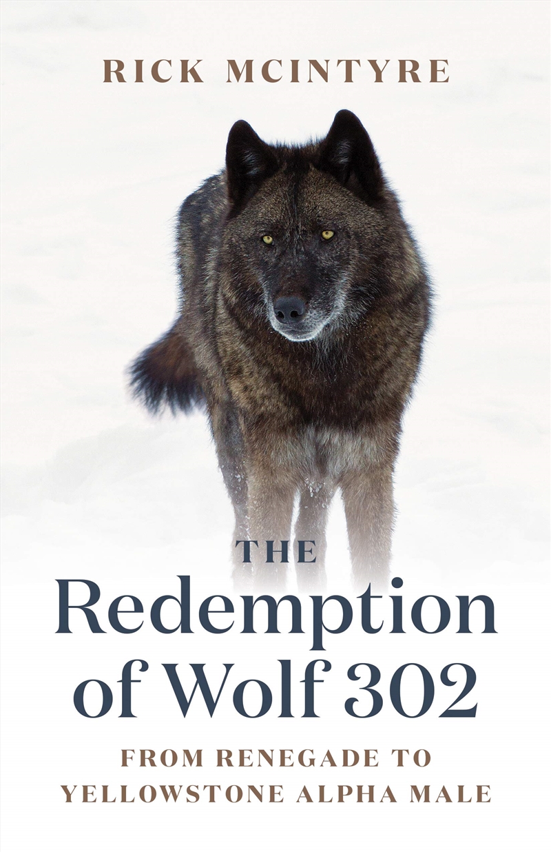 Redemption of Wolf 302 From Renegade to Yellowstone Alpha Male/Product Detail/Animals & Nature