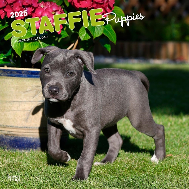 Staffordshire Bull Terrier Puppies 2025 Square Calendar/Product Detail/Calendars & Diaries