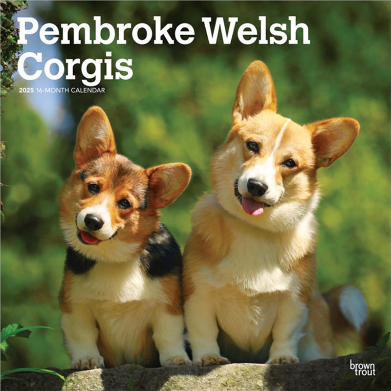 Welsh Corgis, Pembroke 2025 Square Calendar/Product Detail/Calendars & Diaries