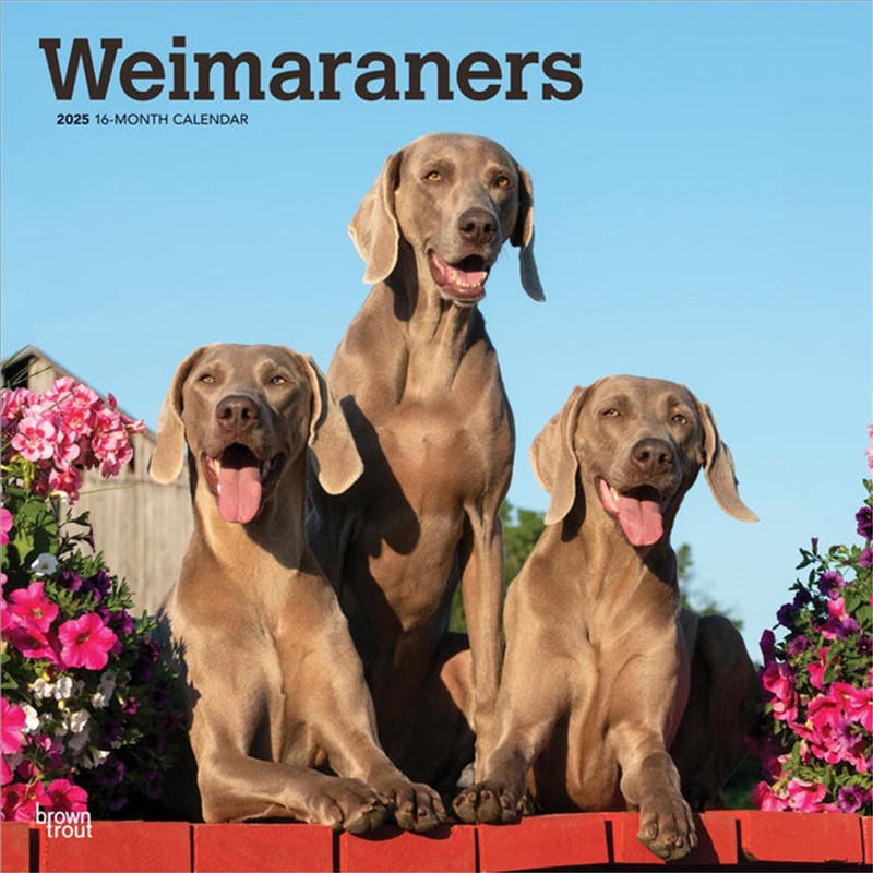 Weimaraners 2025 Square Calendar/Product Detail/Calendars & Diaries