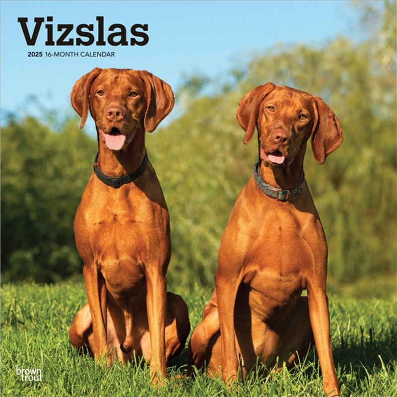 Vizslas 2025 Square Calendar/Product Detail/Calendars & Diaries