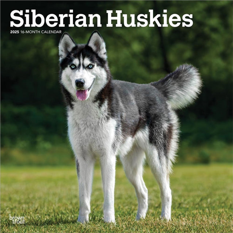 Siberian Huskies 2025 Square Calendar/Product Detail/Calendars & Diaries