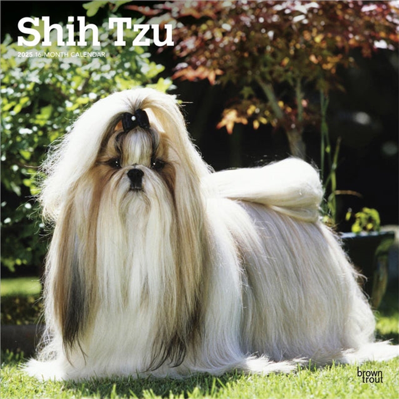 Shih Tzu 2025 Square Calendar/Product Detail/Calendars & Diaries