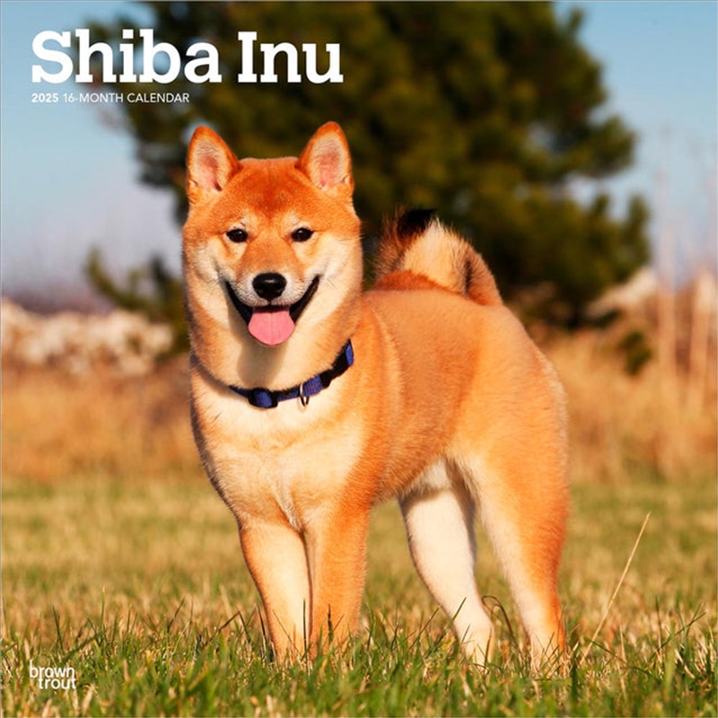 Shiba Inu 2025 Square Calendar/Product Detail/Calendars & Diaries