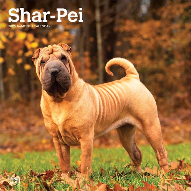 Shar Pei 2025 Square Calendar/Product Detail/Calendars & Diaries