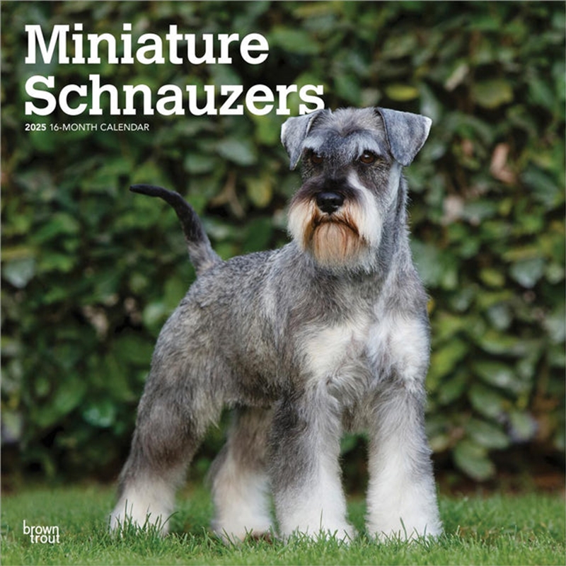 Schnauzers, Miniature 2025 Square Calendar/Product Detail/Calendars & Diaries