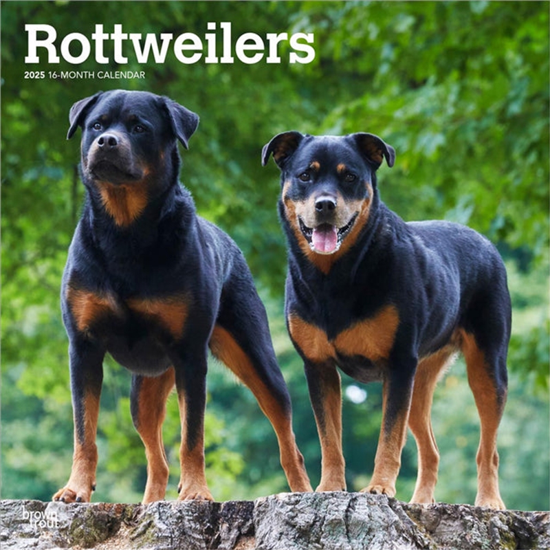 Rottweilers 2025 Square Calendar/Product Detail/Calendars & Diaries