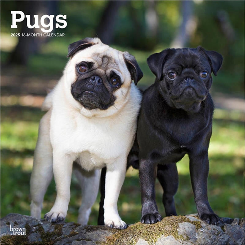 Pugs 2025 Square Calendar/Product Detail/Calendars & Diaries