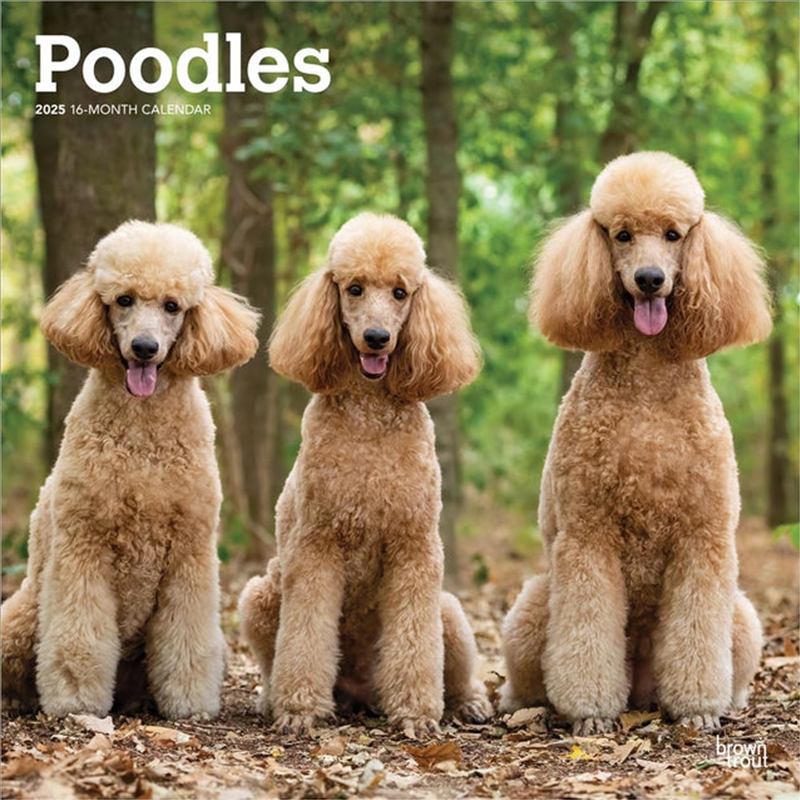 Poodles 2025 Square Calendar/Product Detail/Calendars & Diaries