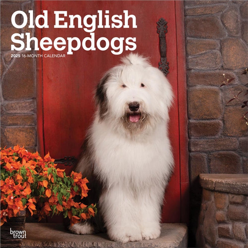 Old English Sheepdogs 2025 Square Calendar/Product Detail/Calendars & Diaries