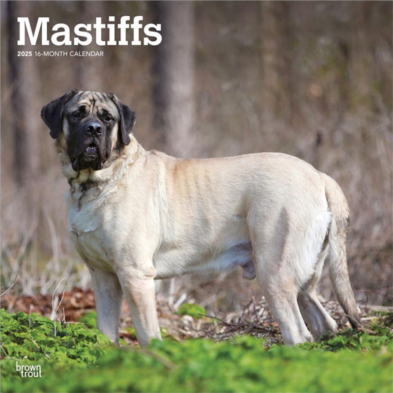 Mastiffs 2025 Square Calendar/Product Detail/Calendars & Diaries