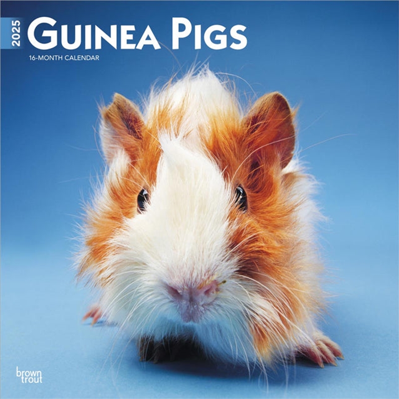 Guinea Pigs 2025 Square Calendar/Product Detail/Calendars & Diaries