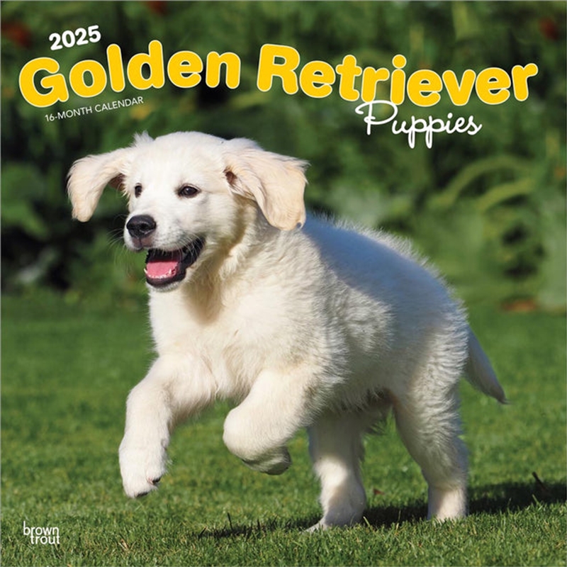 Golden Retriever Puppies 2025 Square Calendar/Product Detail/Calendars & Diaries