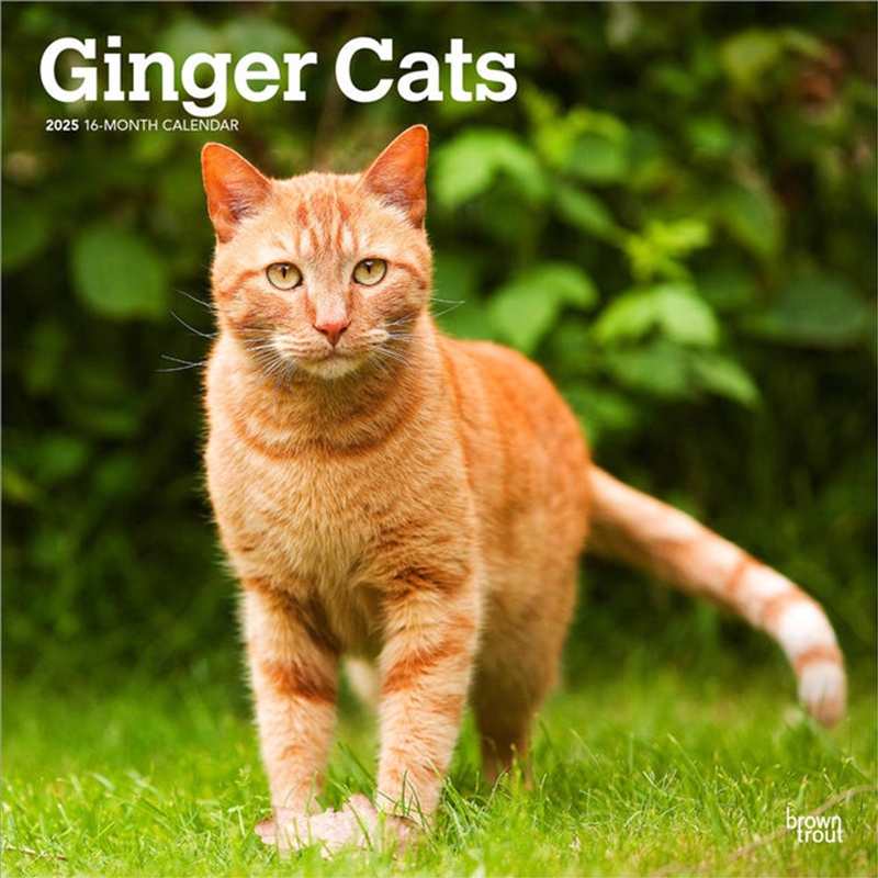 Ginger Cats 2025 Square Calendar/Product Detail/Calendars & Diaries