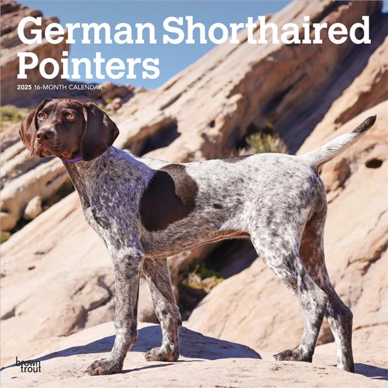 German Shorthaired Pointers 2025 Square Calendar/Product Detail/Calendars & Diaries