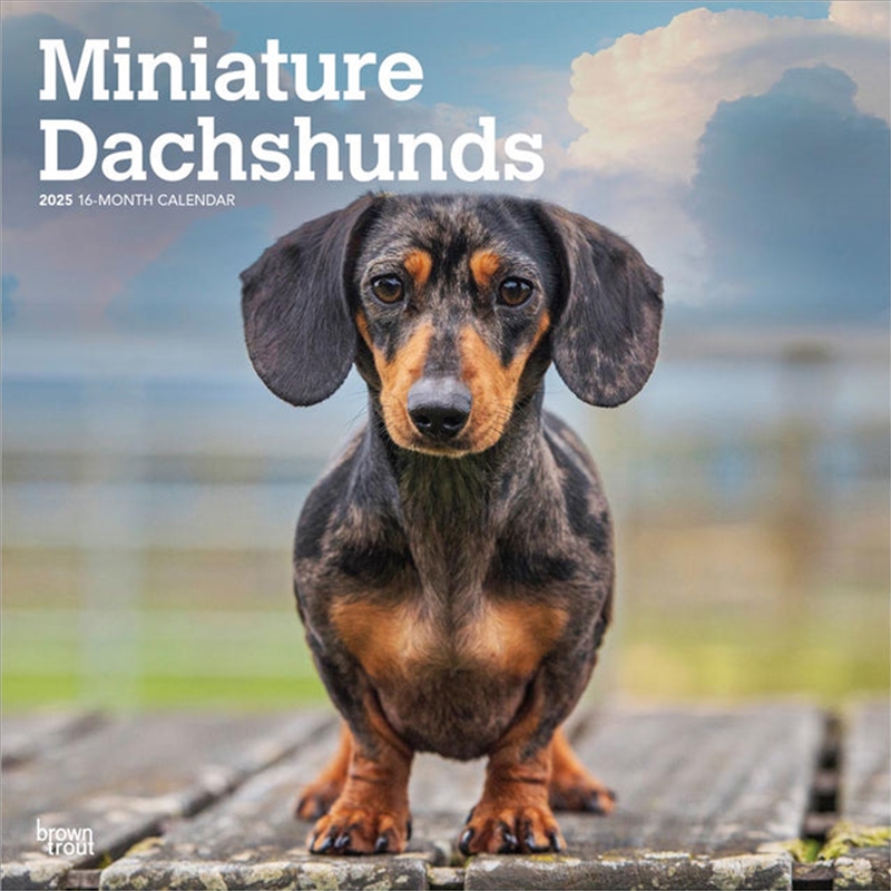 Dachshunds, Miniature 2025 Square Calendar/Product Detail/Calendars & Diaries