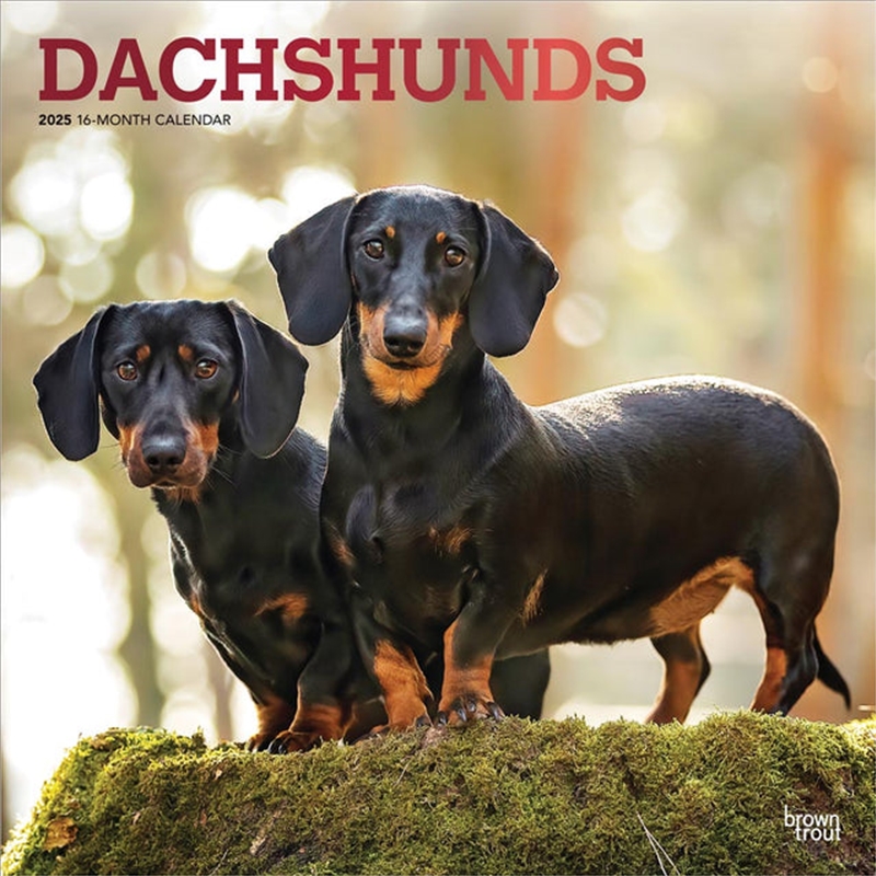 Dachshunds 2025 Square FOIL Calendar/Product Detail/Calendars & Diaries