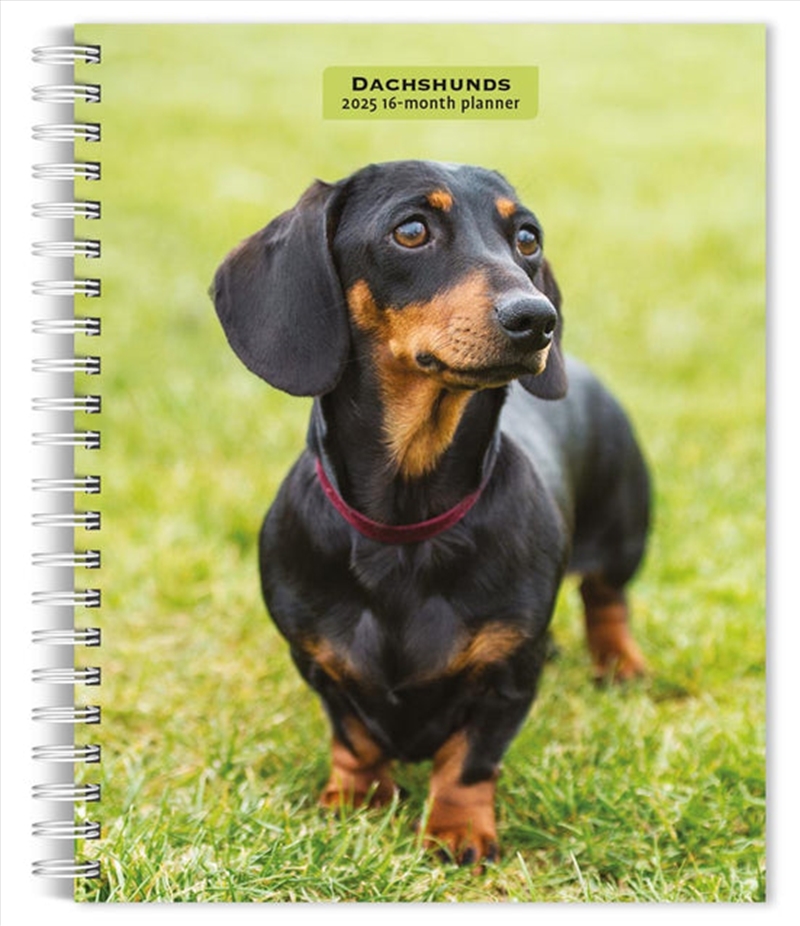 Dachshunds 2025 Engagement Calendar/Product Detail/Calendars & Diaries