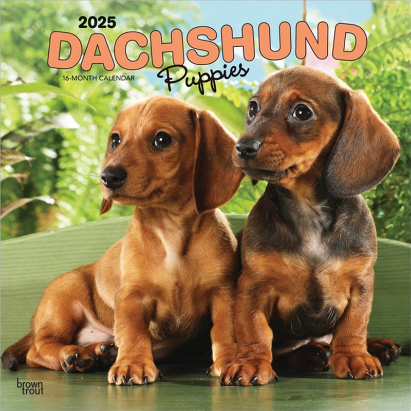 Dachshund Puppies 2025 Square Calendar/Product Detail/Calendars & Diaries