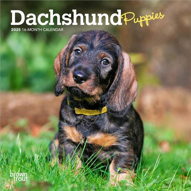 Dachshund Puppies 2025 Mini Calendar/Product Detail/Calendars & Diaries