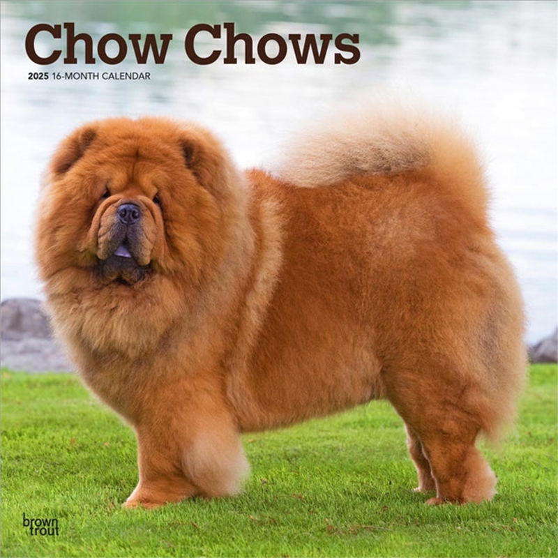 Chow Chows 2025 Square Calendar/Product Detail/Calendars & Diaries