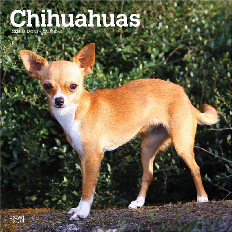 Chihuahuas 2025 Square Calendar/Product Detail/Calendars & Diaries