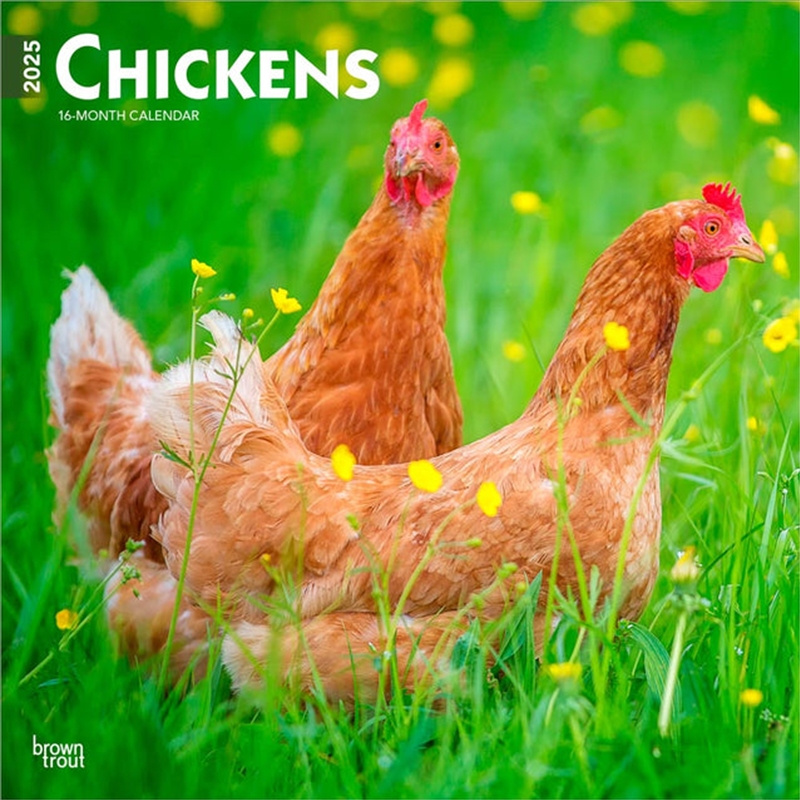 Chickens 2025 Square Calendar/Product Detail/Calendars & Diaries