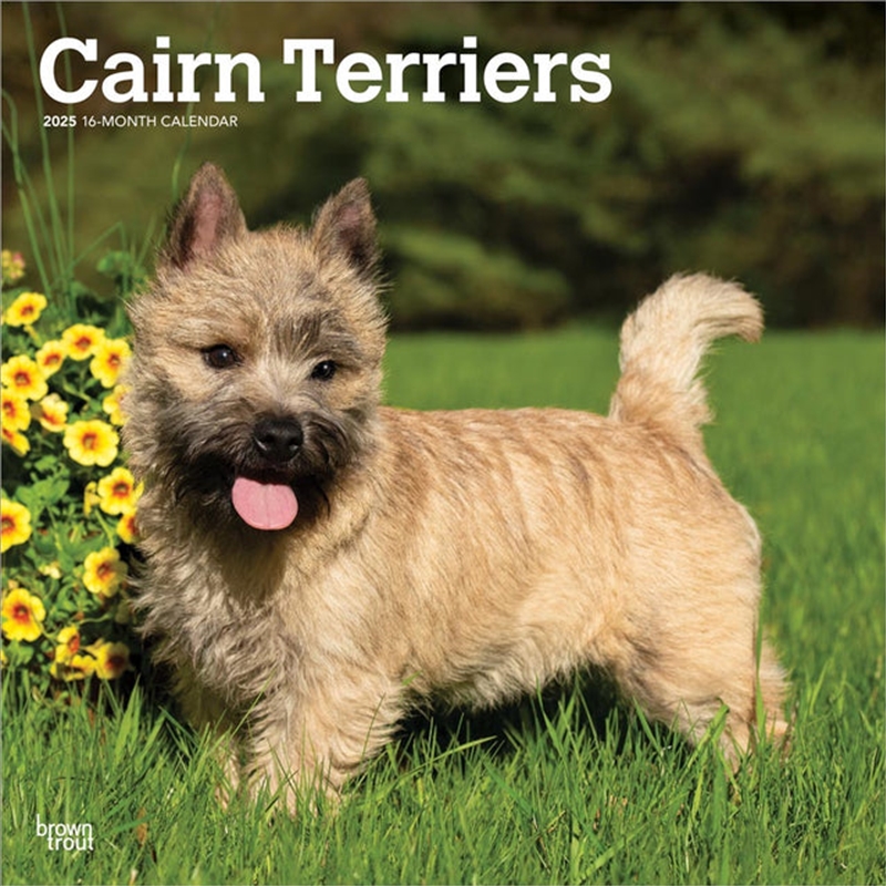 Cairn Terriers 2025 Square Calendar/Product Detail/Calendars & Diaries