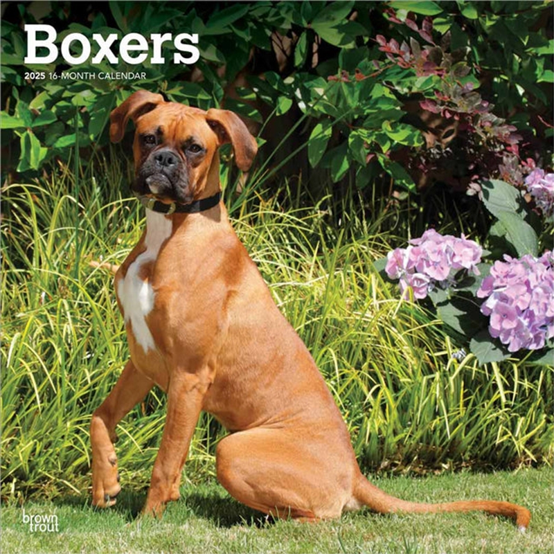 Boxers International Edition 2025 Square Calendar/Product Detail/Calendars & Diaries