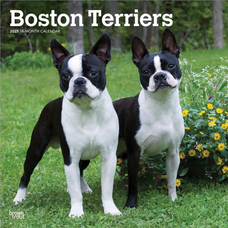 Boston Terriers 2025 Square Calendar/Product Detail/Calendars & Diaries