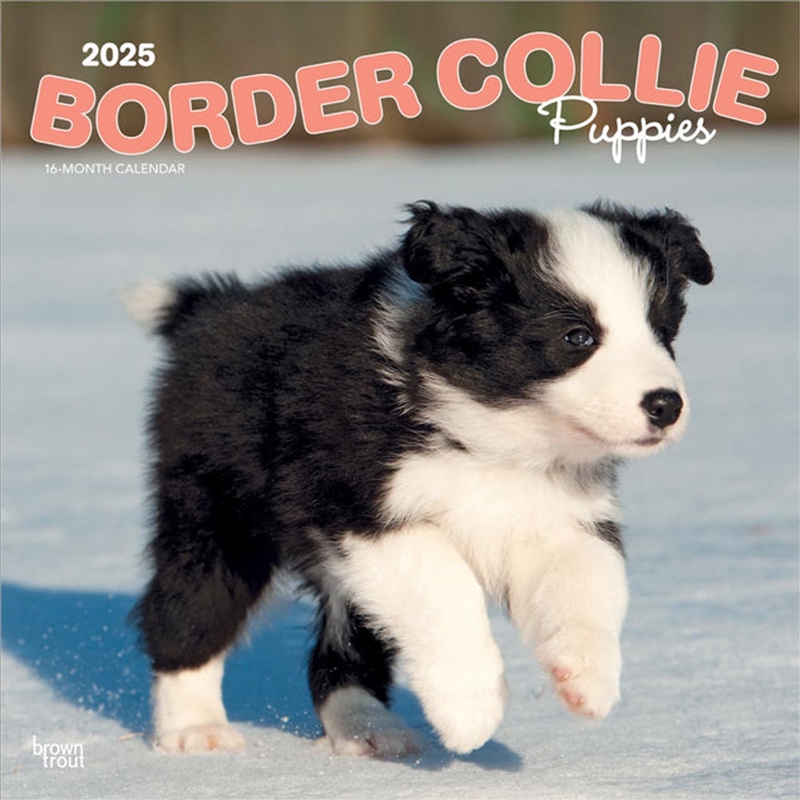 Border Collie Puppies 2025 Square Calendar/Product Detail/Calendars & Diaries