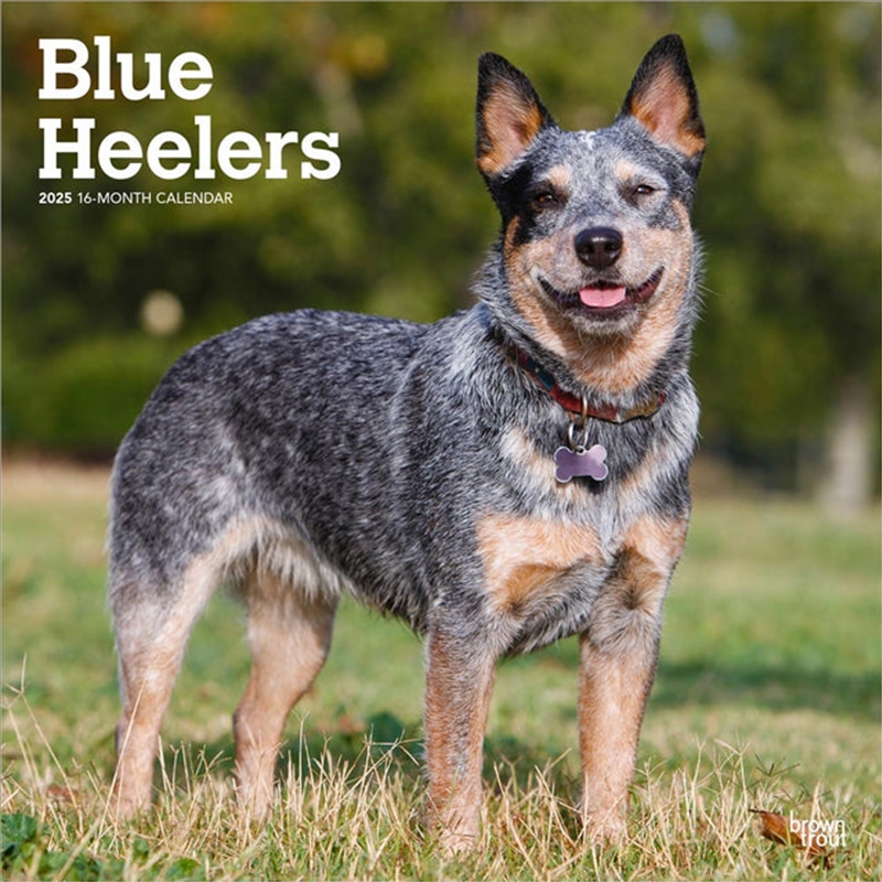 Blue Heelers 2025 Square Calendar/Product Detail/Calendars & Diaries