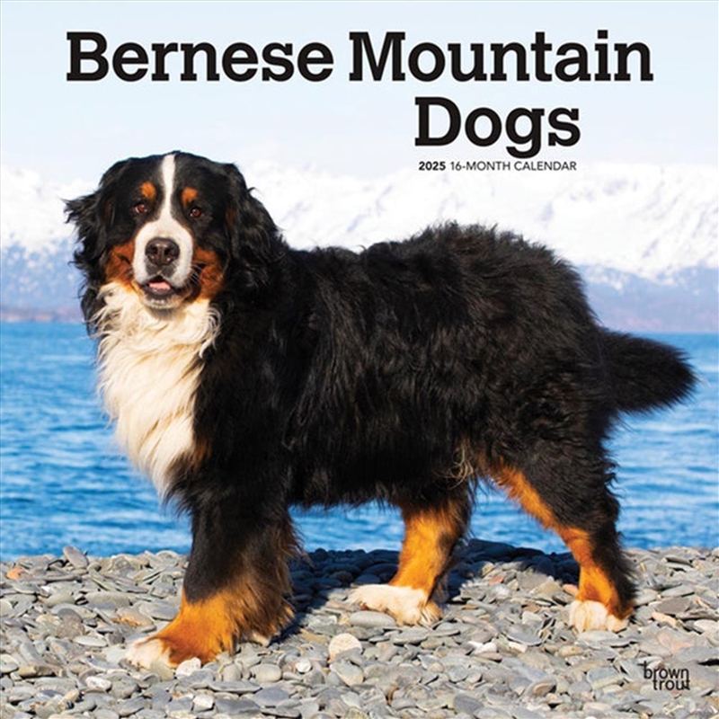 Bernese Mountain Dogs 2025 Square Calendar/Product Detail/Calendars & Diaries