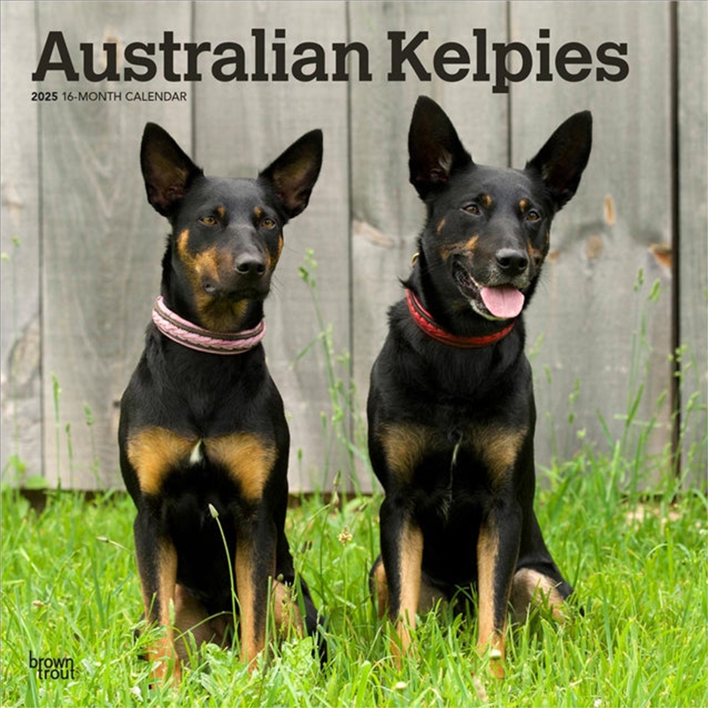 Australian Kelpies 2025 Square Calendar/Product Detail/Calendars & Diaries