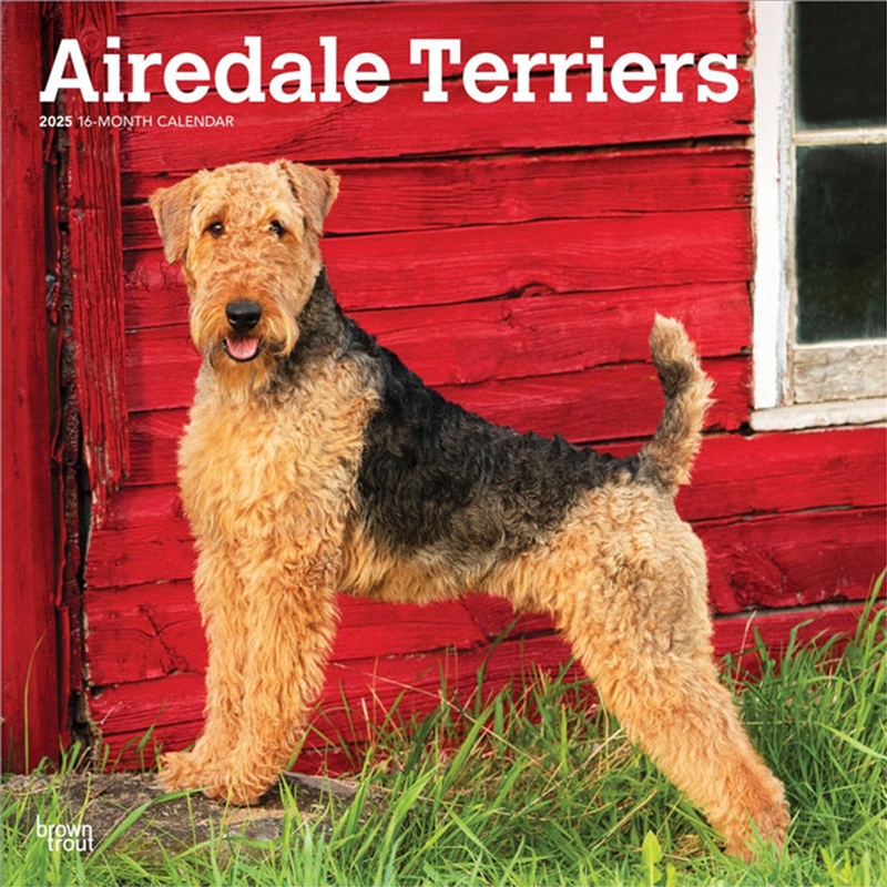 Airedale Terriers 2025 Square Calendar/Product Detail/Calendars & Diaries