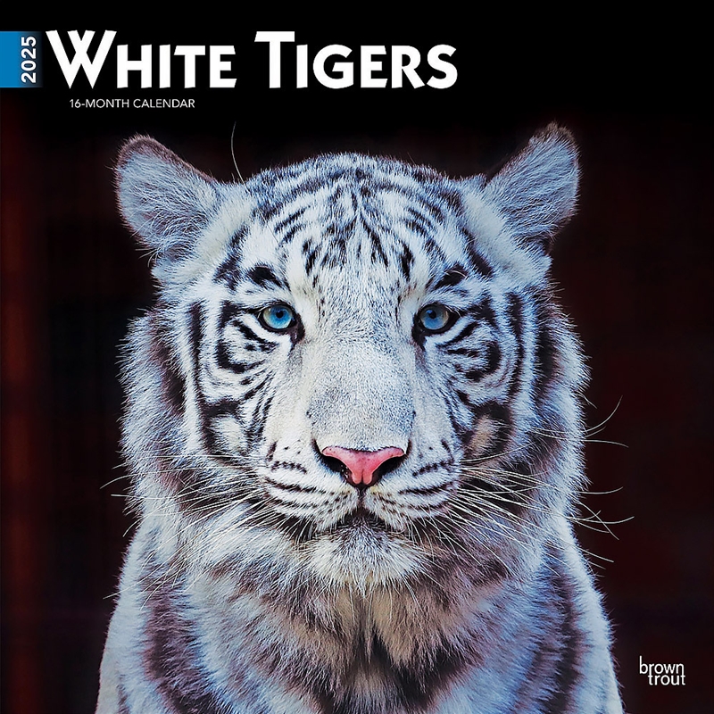 White Tigers 2025 Square Calendar/Product Detail/Calendars & Diaries