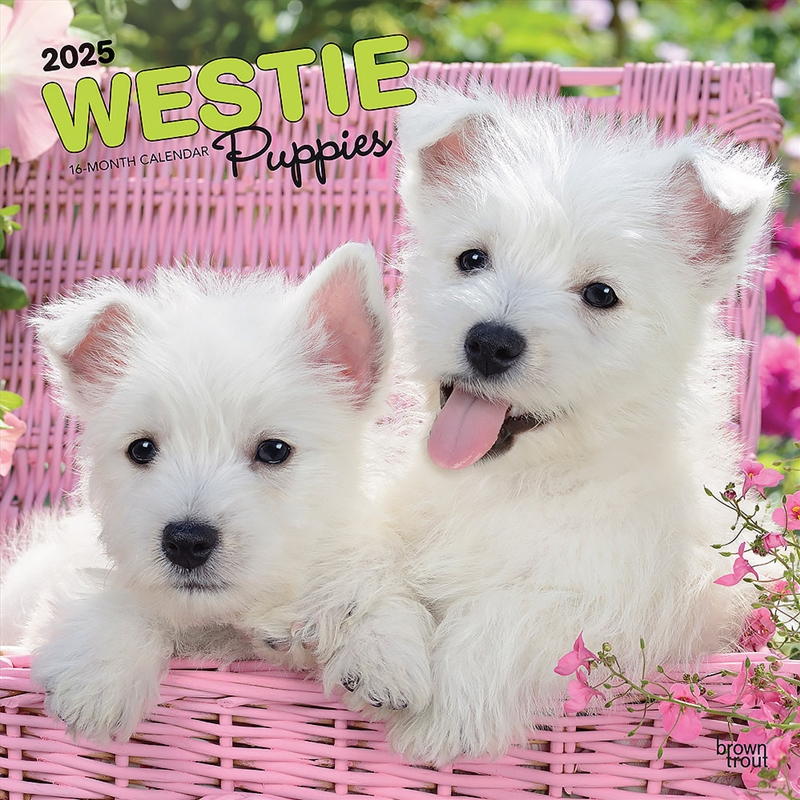 West Highland White Terrier Puppies 2025 Square Calendar/Product Detail/Calendars & Diaries