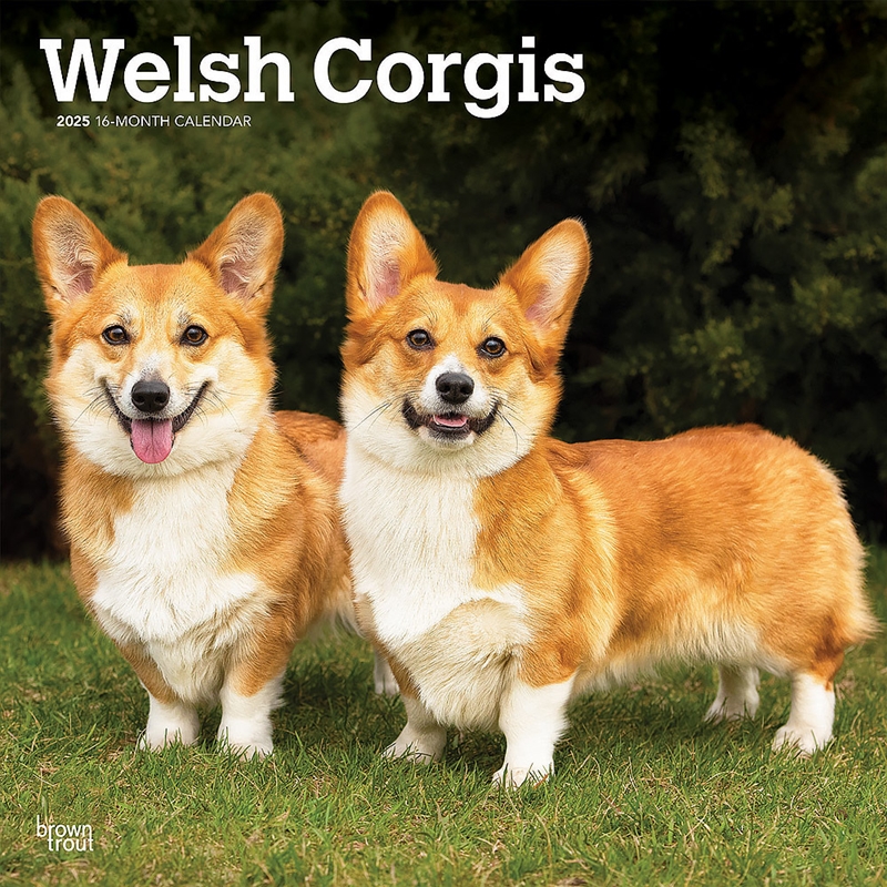 Welsh Corgis 2025 Square Calendar/Product Detail/Calendars & Diaries