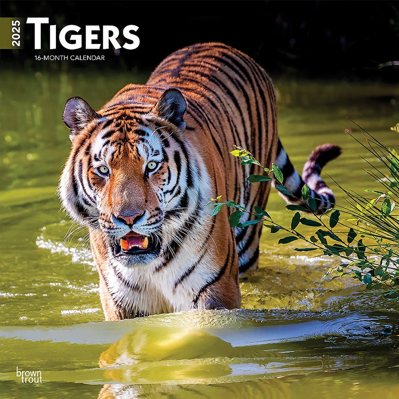 Tigers 2025 Square Calendar/Product Detail/Calendars & Diaries